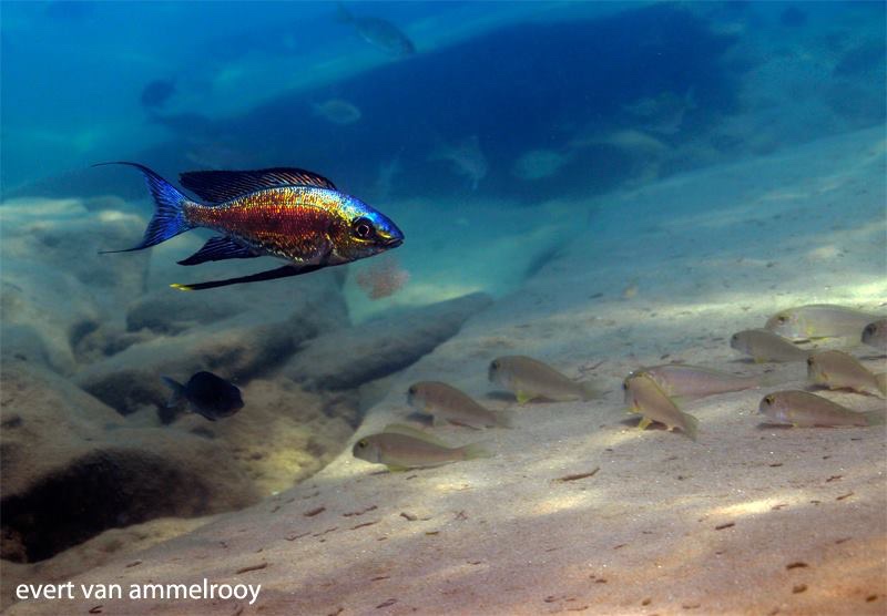 Cyathopharynx sp. 'green flush' Sibwesa